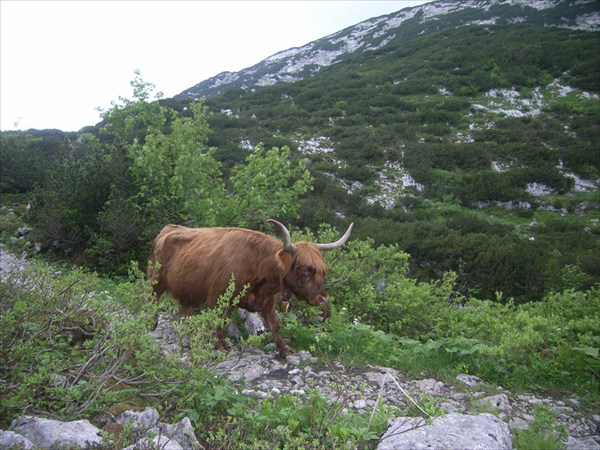 Totes Gebirge Juni 2007055